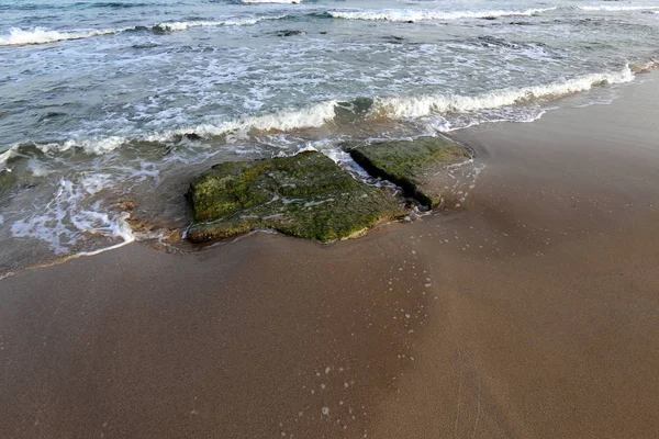 イスラエル北部の地中海沿岸の石と貝殻 — ストック写真