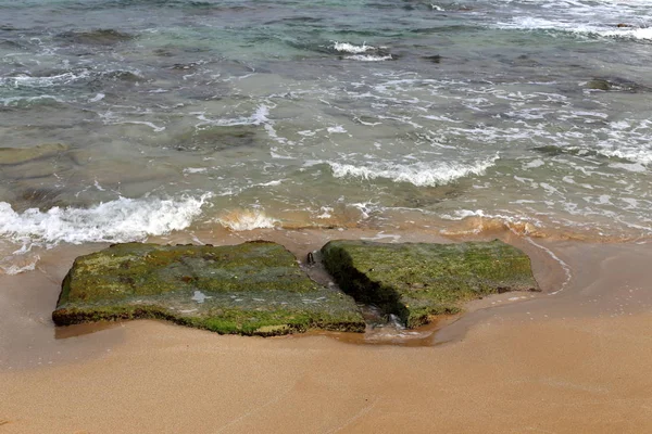 İsrail'in kuzeyinde Akdeniz kıyısında taş ve kabukları 
