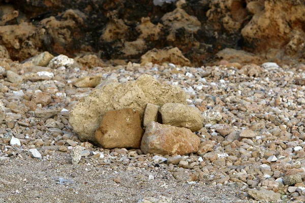 Pierres Coquillages Sur Côte Méditerranéenne Nord Israël — Photo