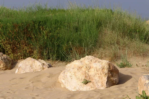 İsrail'in kuzeyinde Akdeniz kıyısında taş ve kabukları 