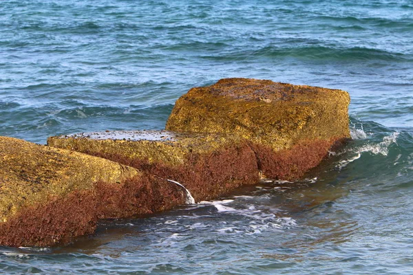 Pedras Conchas Costa Mediterrânea Norte Israel — Fotografia de Stock