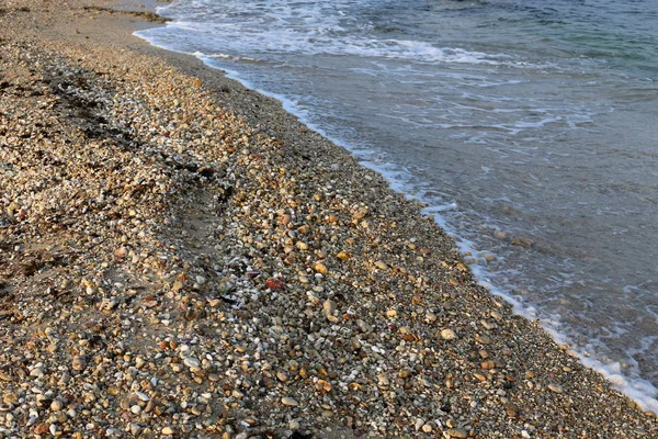 Stones Shells Mediterranean Coast North Israel — Stock Photo, Image