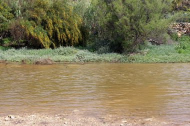 İsrail devlet kuzeyinde yaz bitki ve çiçekler 