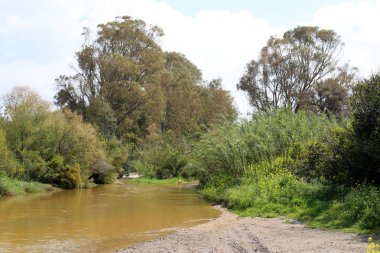 İsrail devlet kuzeyinde yaz bitki ve çiçekler 