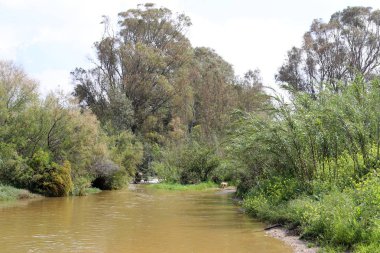 İsrail devlet kuzeyinde yaz bitki ve çiçekler 