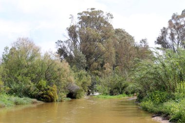 İsrail devlet kuzeyinde yaz bitki ve çiçekler 