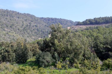 İsrail devlet kuzeyinde yaz bitki ve çiçekler 