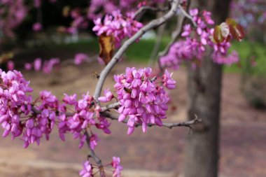 İsrail devlet kuzeyinde yaz bitki ve çiçekler 