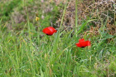 İsrail devlet kuzeyinde yaz bitki ve çiçekler 