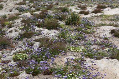 İsrail devlet kuzeyinde yaz bitki ve çiçekler 