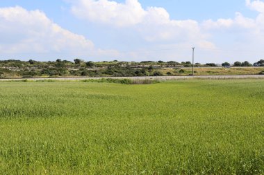 İsrail devlet kuzeyinde yaz bitki ve çiçekler 