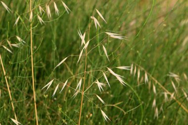 İsrail devlet kuzeyinde yaz bitki ve çiçekler 