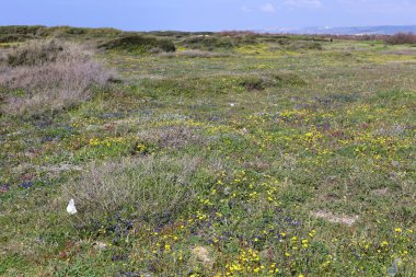 İsrail devlet kuzeyinde yaz bitki ve çiçekler 