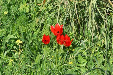 İsrail devlet kuzeyinde yaz bitki ve çiçekler 