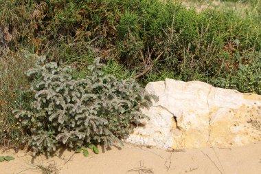 İsrail devlet kuzeyinde yaz bitki ve çiçekler 