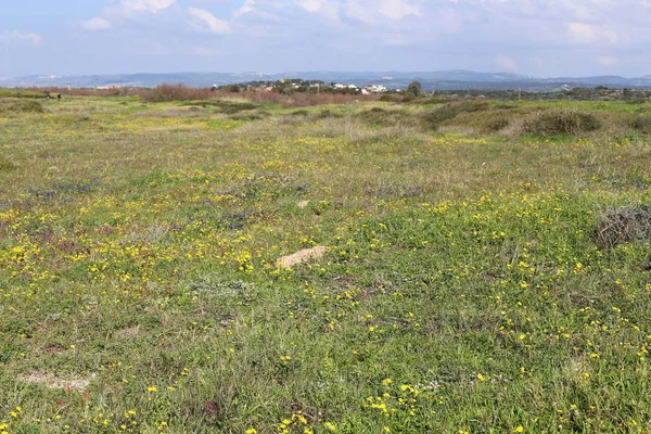 İsrail devlet kuzeyinde yaz bitki ve çiçekler 