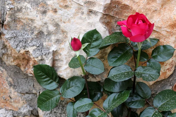 イスラエルの北の夏の植物や花 — ストック写真