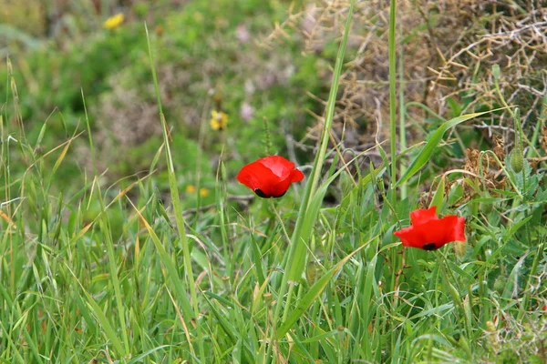 Des Plantes Des Fleurs Été Dans Nord État Israël — Photo