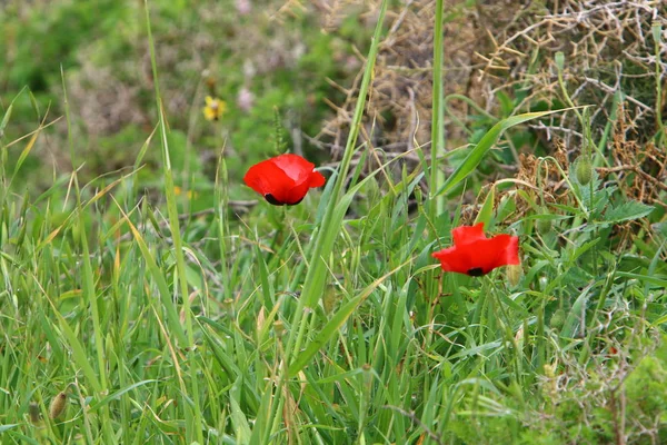 イスラエルの北の夏の植物や花 — ストック写真