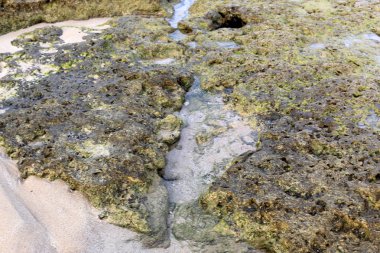 İsrail devletinin kuzeyinde Akdeniz kıyılarında taş ve kaya ların doku 