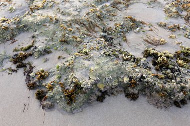 İsrail devletinin kuzeyinde Akdeniz kıyılarında taş ve kaya ların doku 