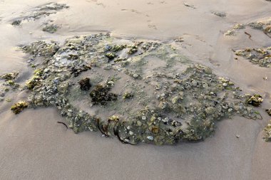 İsrail devletinin kuzeyinde Akdeniz kıyılarında taş ve kaya ların doku 