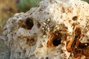 İsrail devletinin kuzeyinde Akdeniz kıyılarında taş ve kaya ların doku 