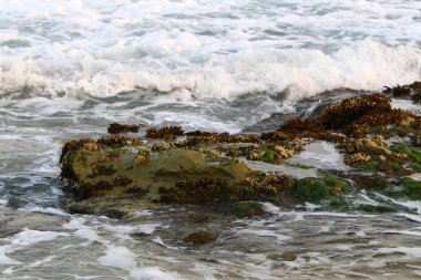 İsrail devletinin kuzeyinde Akdeniz kıyılarında taş ve kaya ların doku 