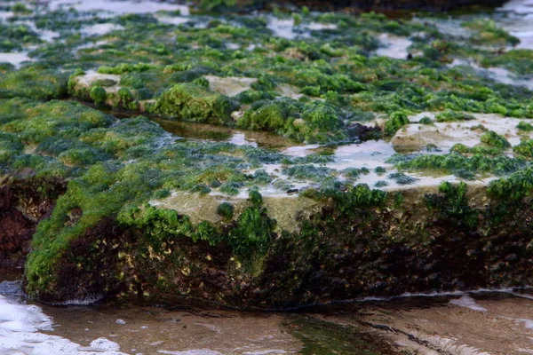 Textura Piedra Rocas Las Orillas Del Mar Mediterráneo Norte Del —  Fotos de Stock
