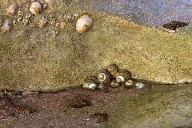 İsrail devletinin kuzeyinde Akdeniz kıyılarında taş ve kaya ların doku 