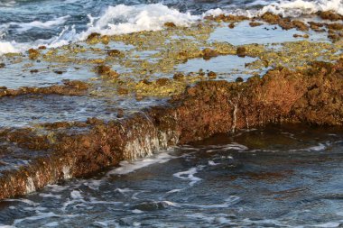 İsrail devletinin kuzeyinde Akdeniz kıyılarında taş ve kaya ların doku 
