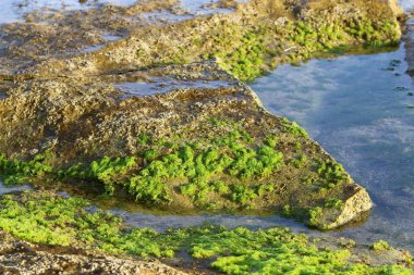 İsrail devletinin kuzeyinde Akdeniz kıyılarında taş ve kaya ların doku 