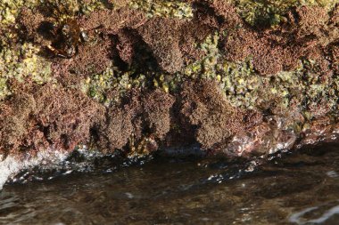 İsrail devletinin kuzeyinde Akdeniz kıyılarında taş ve kaya ların doku 