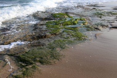 İsrail devletinin kuzeyinde Akdeniz kıyılarında taş ve kaya ların doku 
