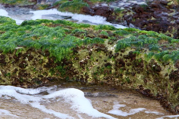 Textura Pedra Rochas Nas Margens Mar Mediterrâneo Norte Estado Israel — Fotografia de Stock