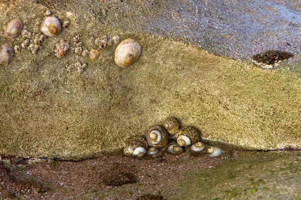 stock image texture of stone and rocks on the shores of the Mediterranean Sea in the north of the state of Israel 