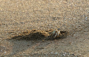 Kuzey Israil 'de Akdeniz 'in kıyılarında bir delikte yengeç yaşıyor 