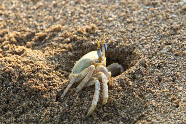 Kuzey Israil 'de Akdeniz 'in kıyılarında bir delikte yengeç yaşıyor 