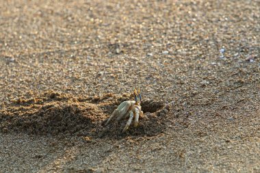 Kuzey Israil 'de Akdeniz 'in kıyılarında bir delikte yengeç yaşıyor 