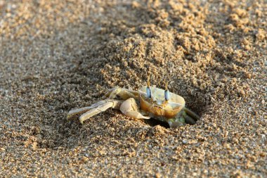 Kuzey Israil 'de Akdeniz 'in kıyılarında bir delikte yengeç yaşıyor 
