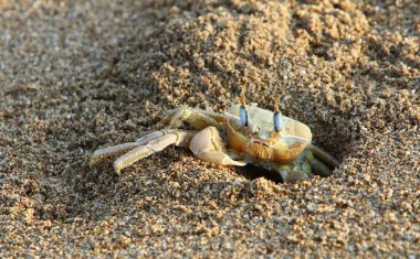 Kuzey Israil 'de Akdeniz 'in kıyılarında bir delikte yengeç yaşıyor 