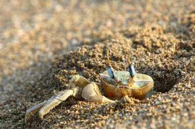 Kuzey Israil 'de Akdeniz 'in kıyılarında bir delikte yengeç yaşıyor 