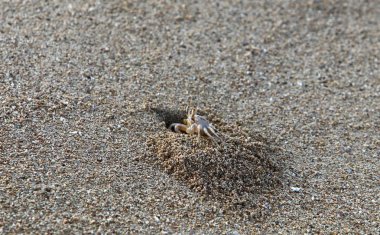 Kuzey Israil 'de Akdeniz 'in kıyılarında bir delikte yengeç yaşıyor 
