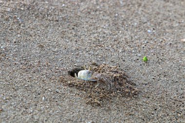 Kuzey Israil 'de Akdeniz 'in kıyılarında bir delikte yengeç yaşıyor 