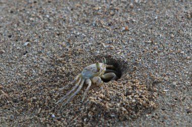 Kuzey Israil 'de Akdeniz 'in kıyılarında bir delikte yengeç yaşıyor 