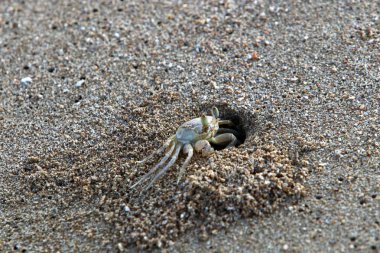 Kuzey Israil 'de Akdeniz 'in kıyılarında bir delikte yengeç yaşıyor 