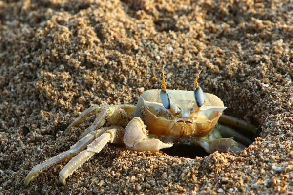 Cangrejo Vive Agujero Las Orillas Del Mediterráneo Norte Israel —  Fotos de Stock