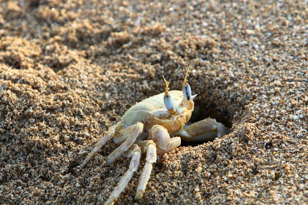 краб живет в яме на берегу Средиземного моря на севере Израиля
 