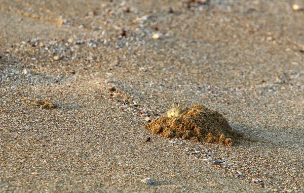 Crabe Vit Dans Trou Sur Les Rives Méditerranée Dans Nord — Photo