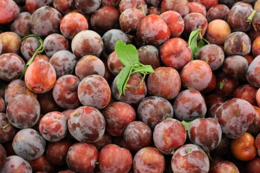 Taze meyve ve sebze İsrail'in Acre kentinde pazarda satılmaktadır 